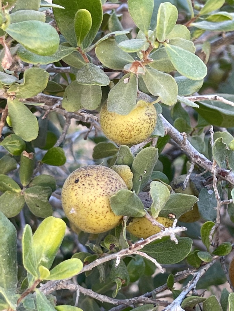 Diospyros intricata photo 8