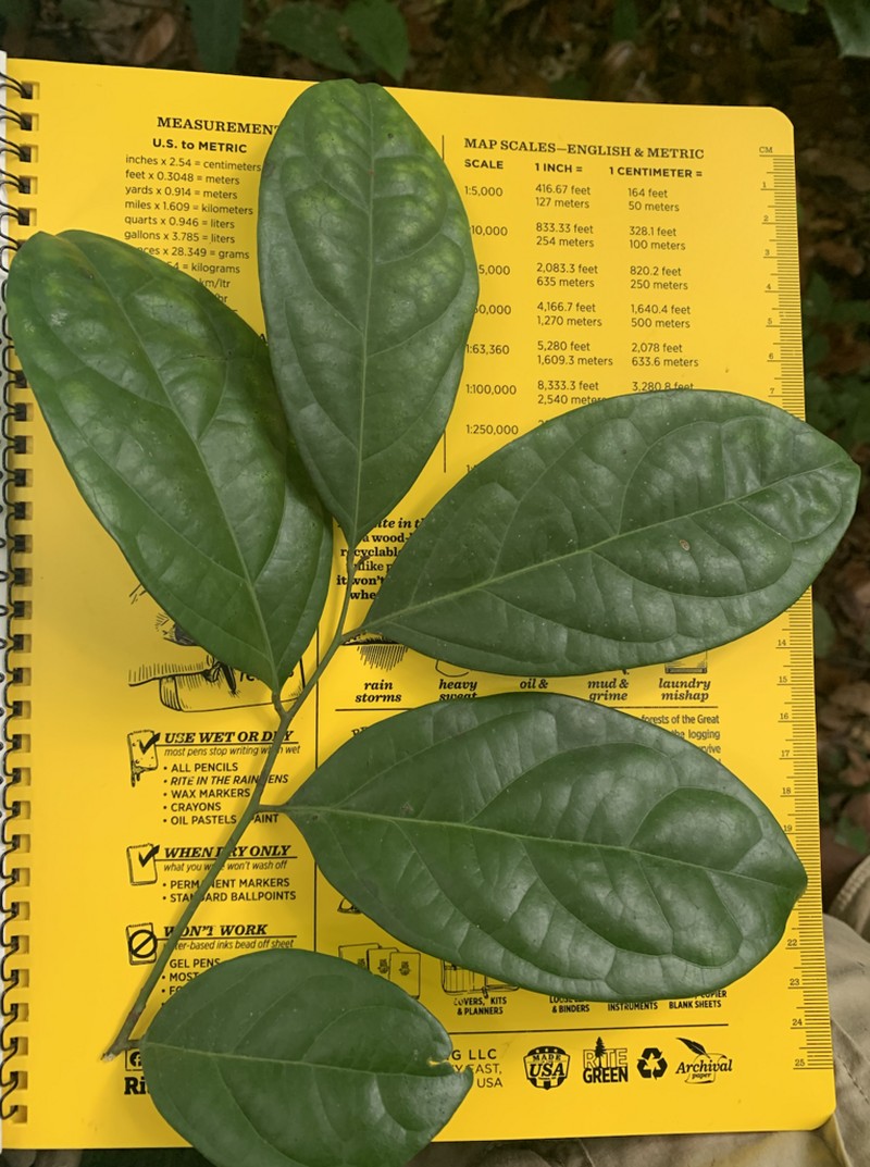 Diospyros iturensis