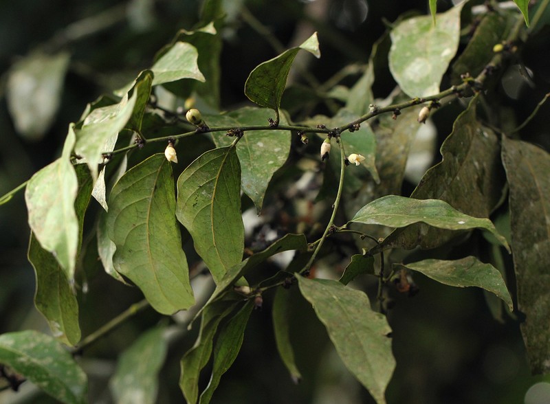 Diospyros iturensis photo 2