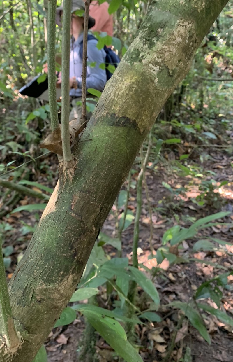 Diospyros iturensis photo 3