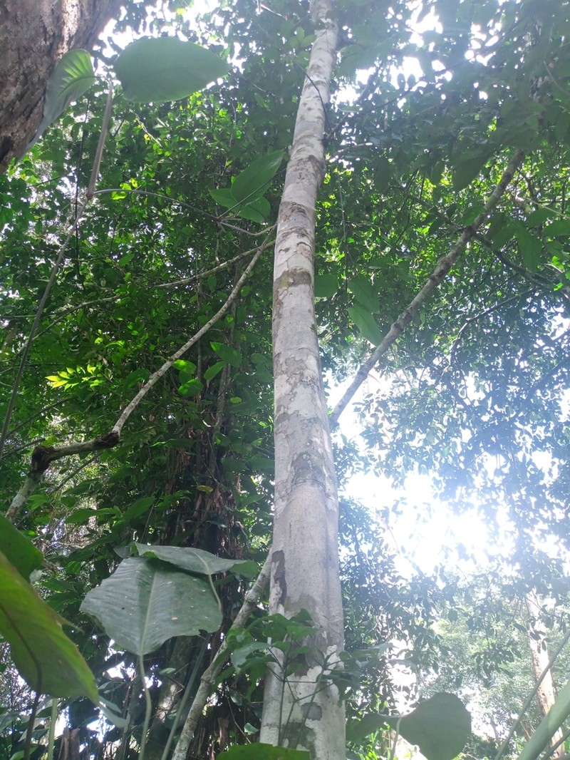 Diospyros iturensis photo 4