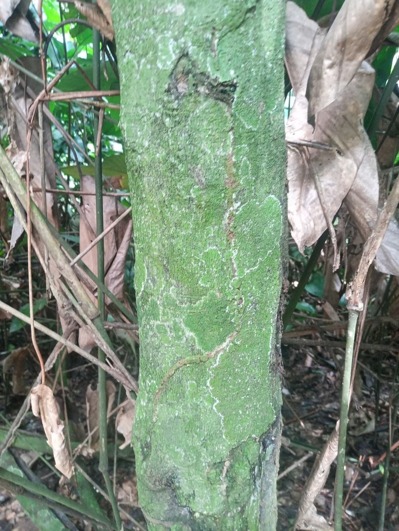Diospyros iturensis photo 5