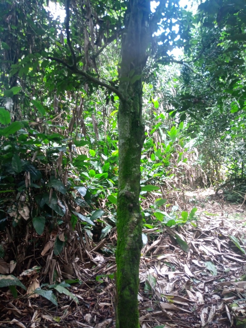 Diospyros iturensis photo 6