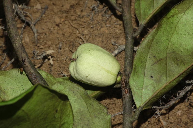 Diospyros iturensis photo 7