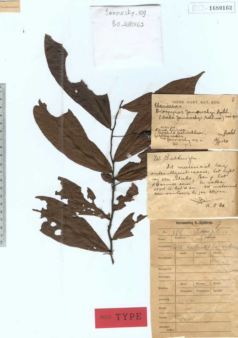 Diospyros janowskyi