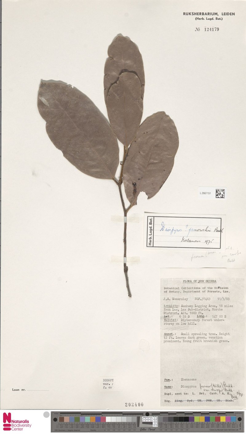 Diospyros janowskyi photo 2