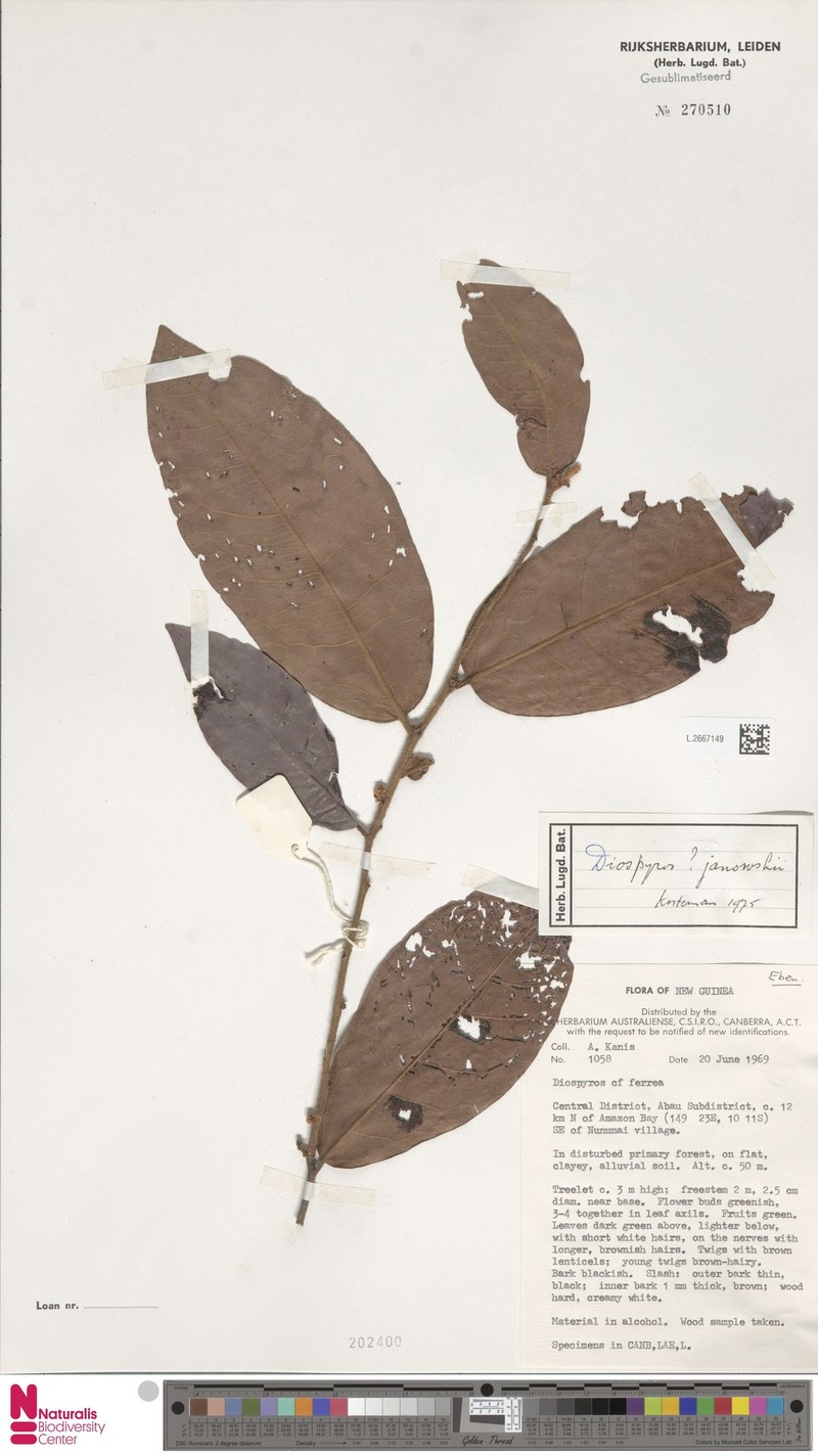 Diospyros janowskyi photo 3