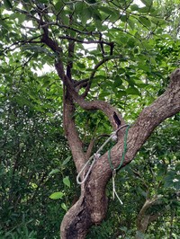 Diospyros japonica