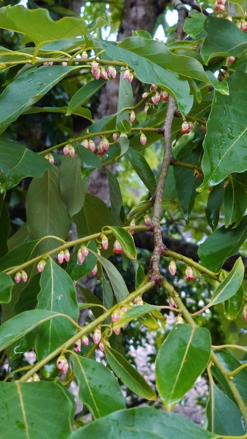Diospyros japonica photo 2