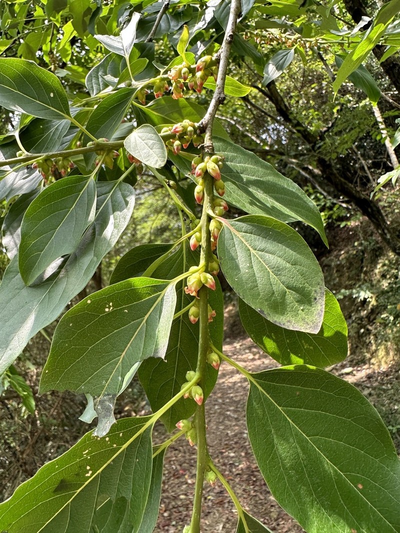 Diospyros japonica photo 3
