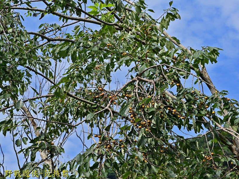 Diospyros japonica photo 4