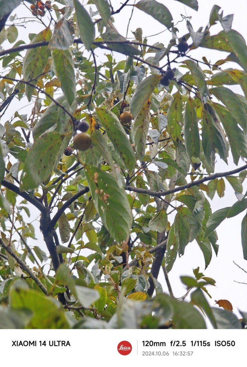 Diospyros japonica photo 5