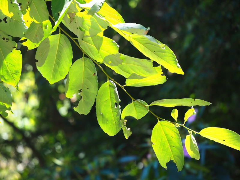 Diospyros japonica photo 6