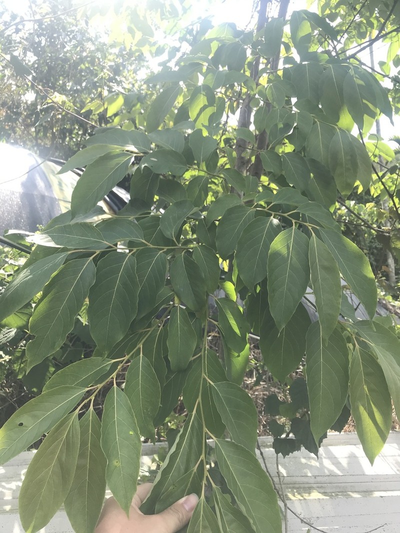 Diospyros japonica photo 7