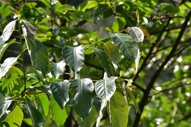 Diospyros japonica photo 8