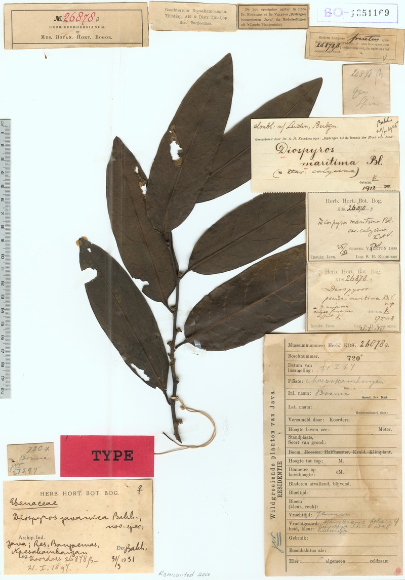 Diospyros javanica