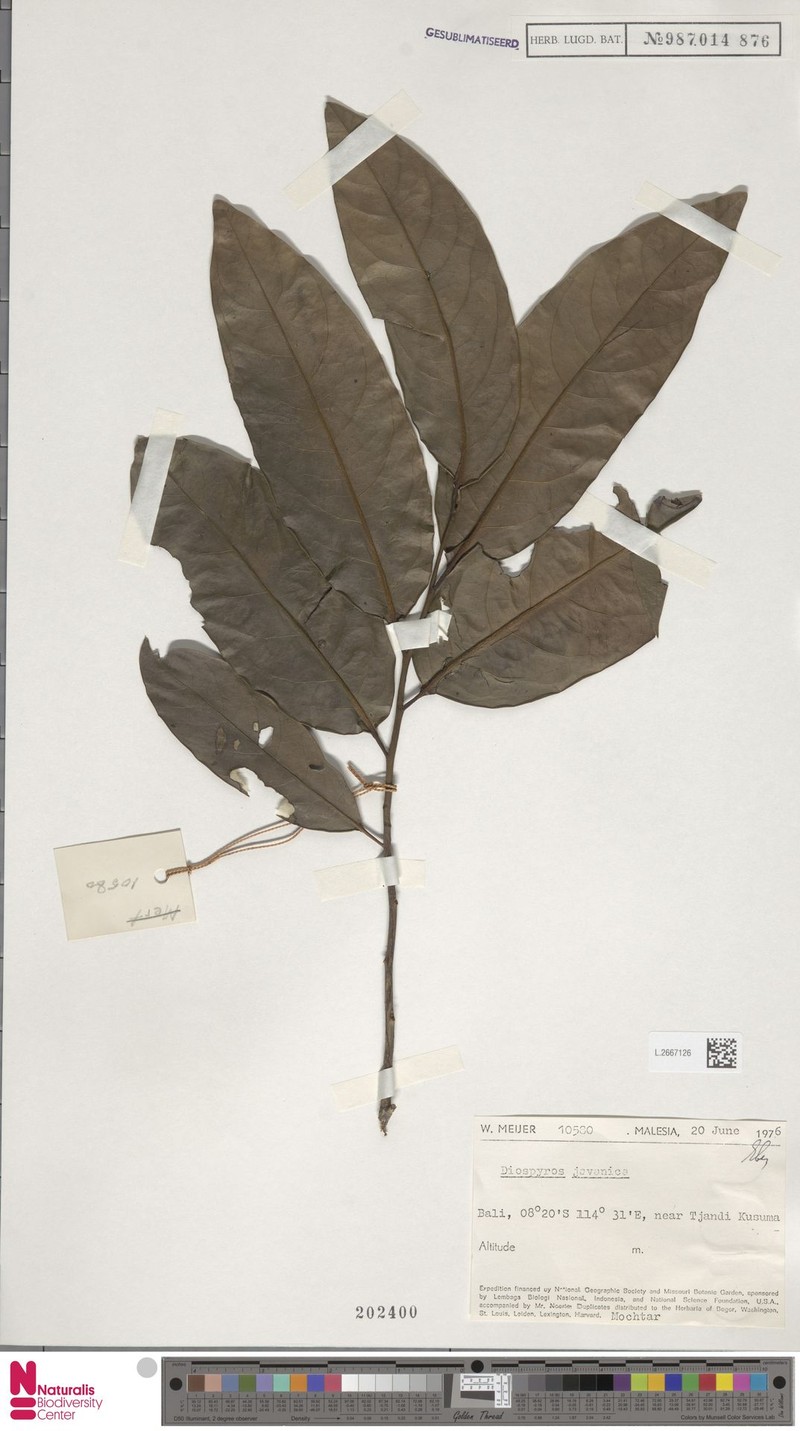 Diospyros javanica photo 2