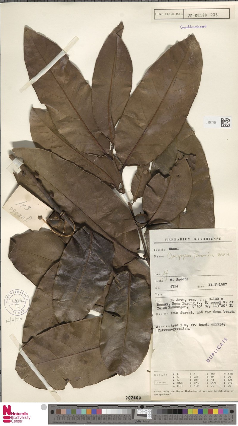 Diospyros javanica photo 3