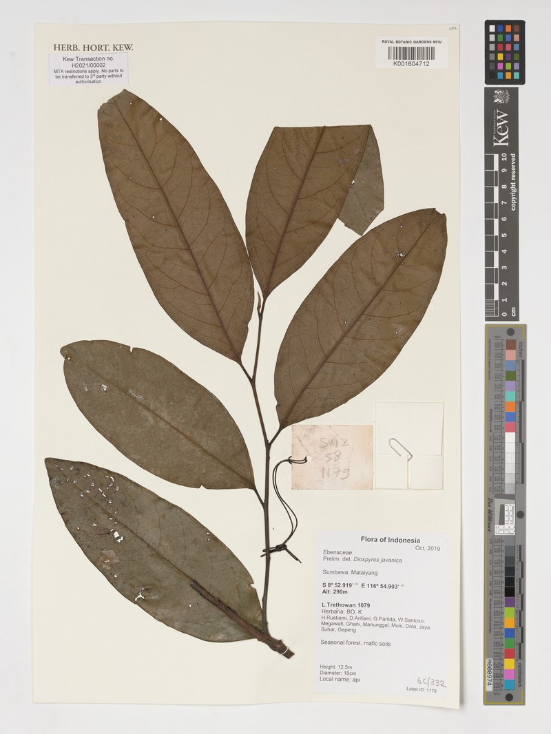 Diospyros javanica photo 4
