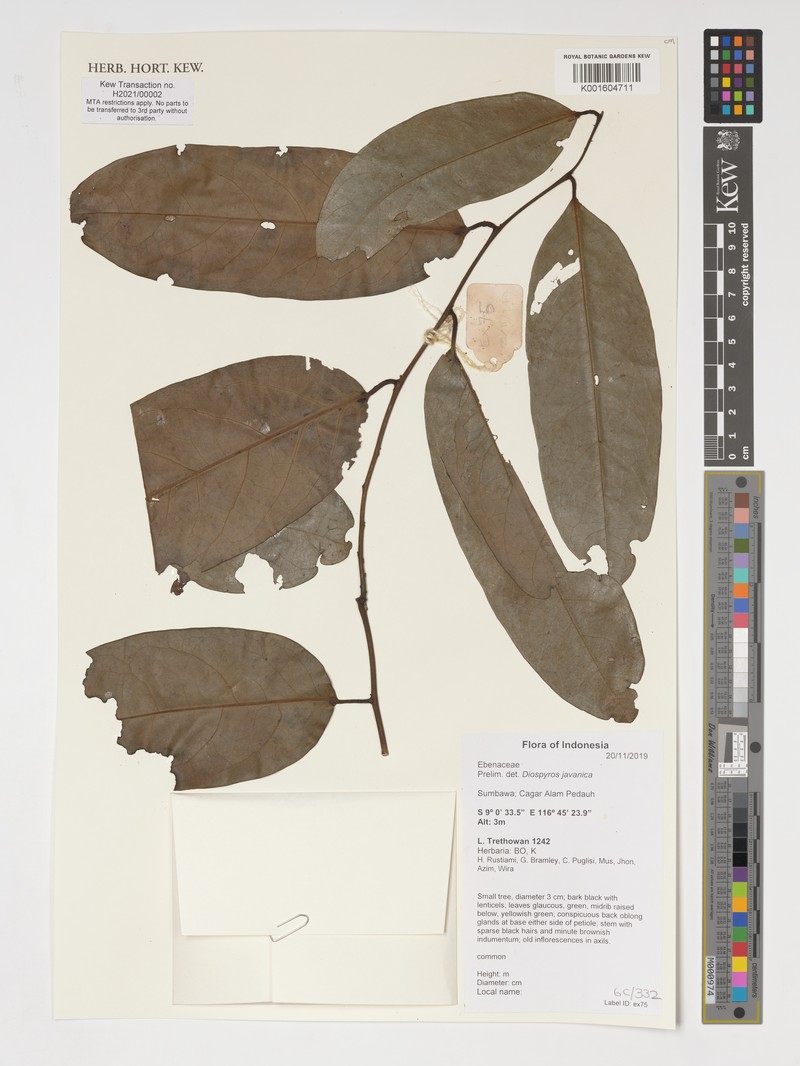 Diospyros javanica photo 6