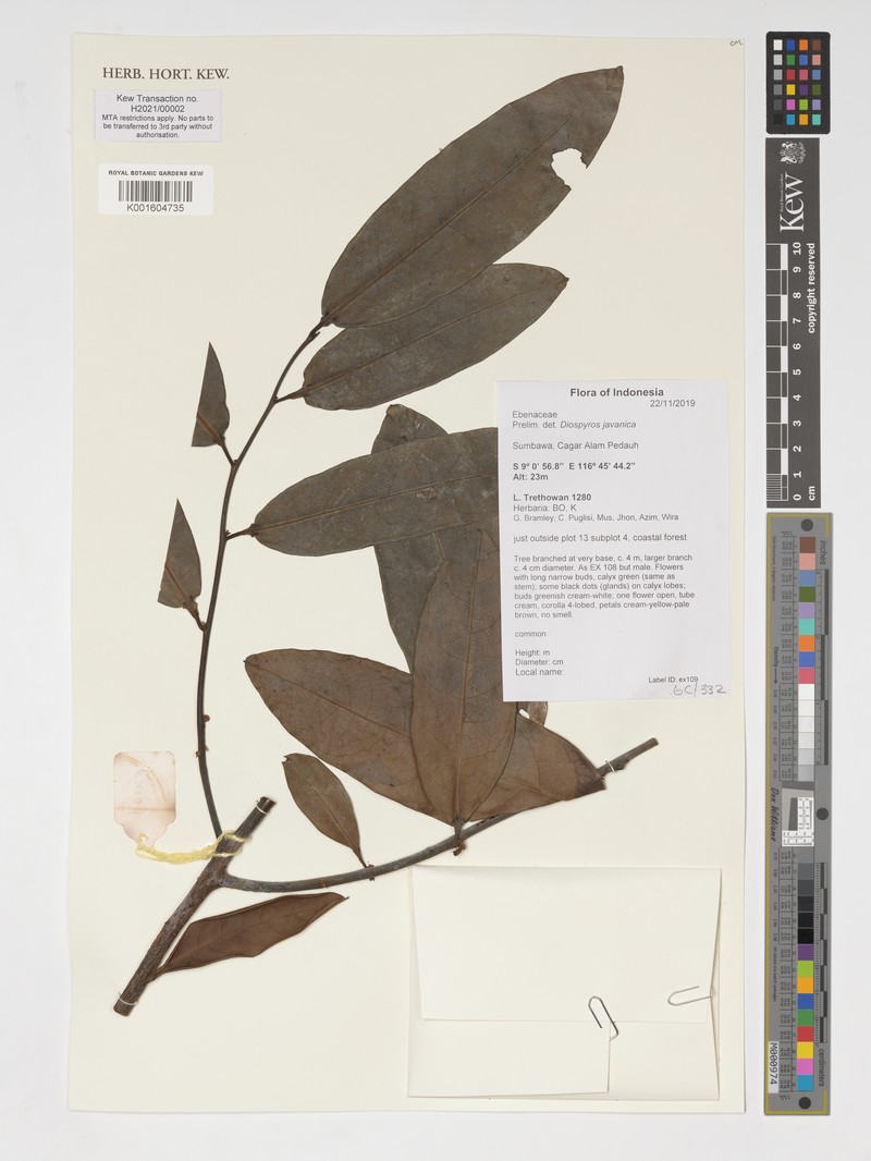 Diospyros javanica photo 7
