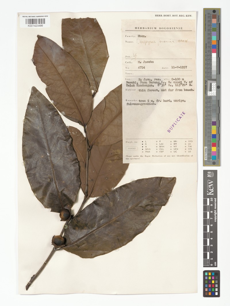 Diospyros javanica photo 8