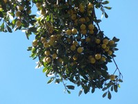 Diospyros johnstoniana