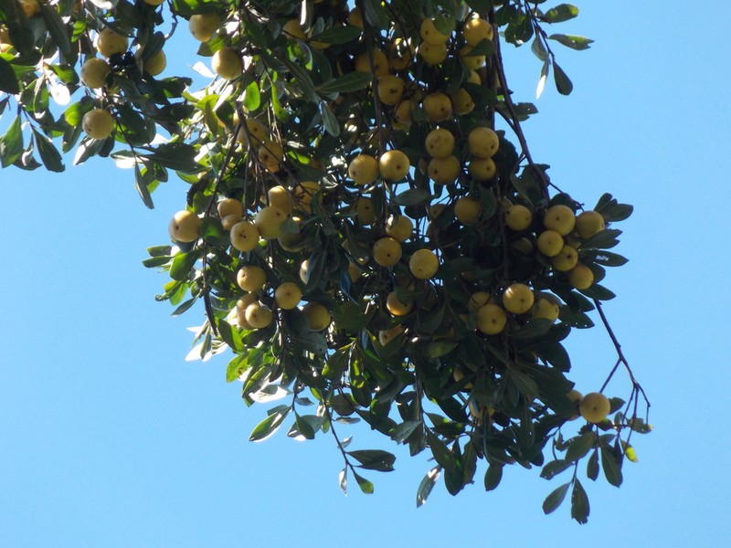 Diospyros johnstoniana
