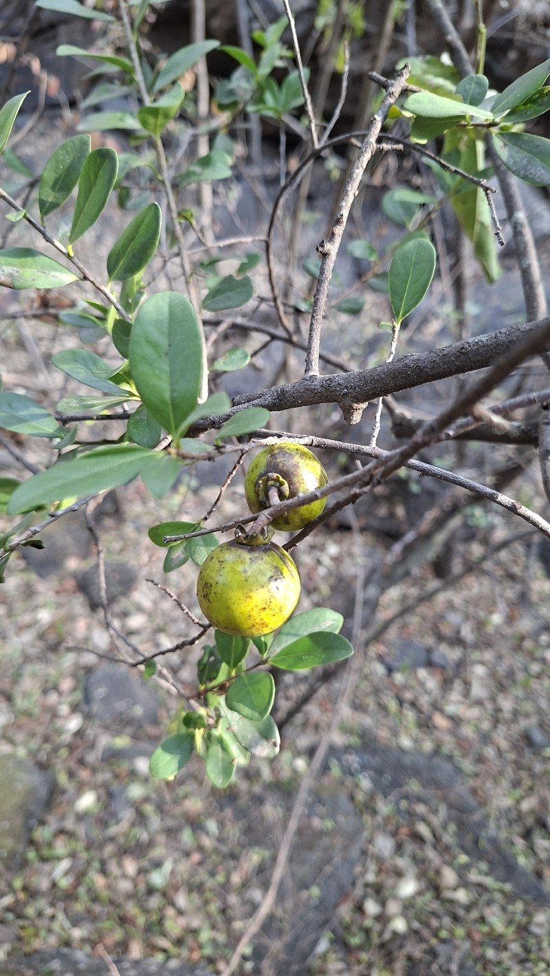 Diospyros johnstoniana photo 2