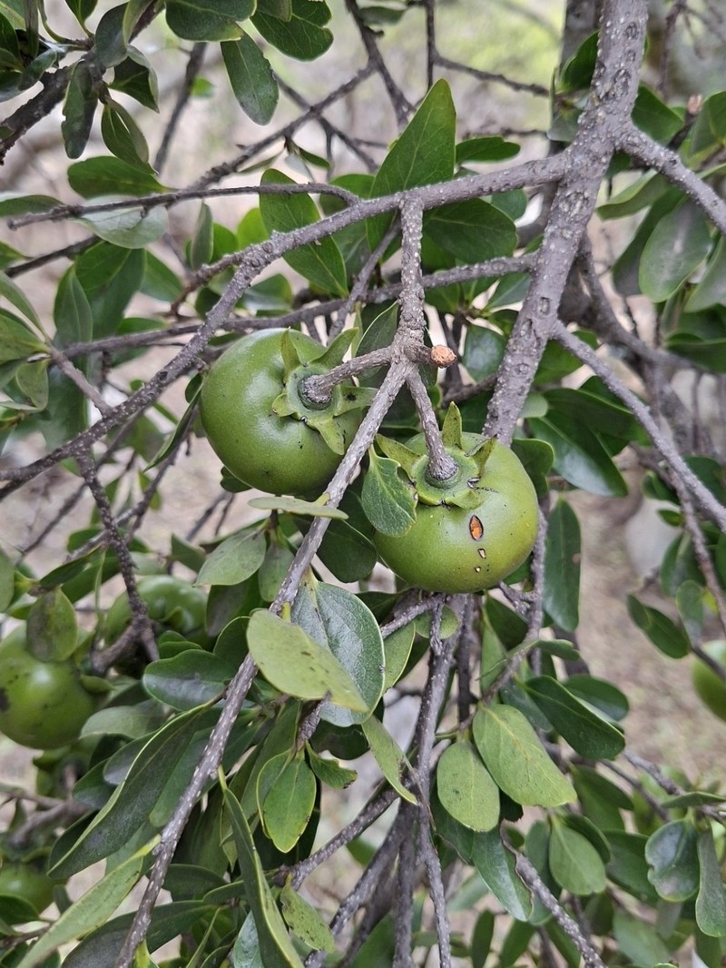 Diospyros johnstoniana photo 3