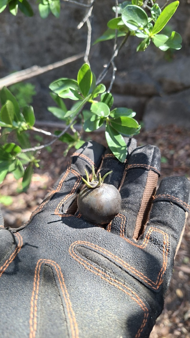 Diospyros johnstoniana photo 4
