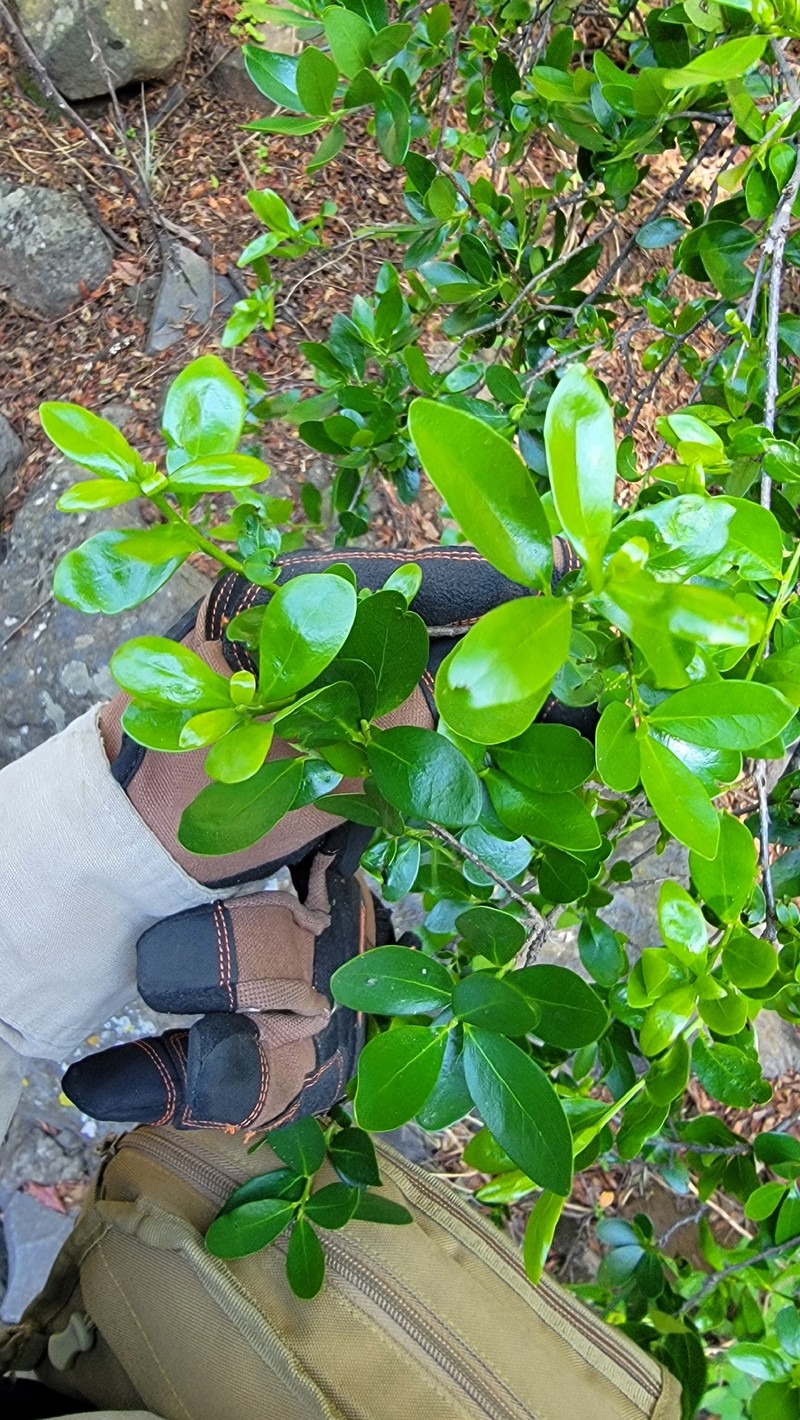 Diospyros johnstoniana photo 5