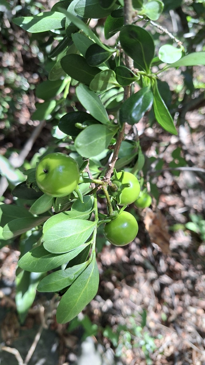 Diospyros johnstoniana photo 6