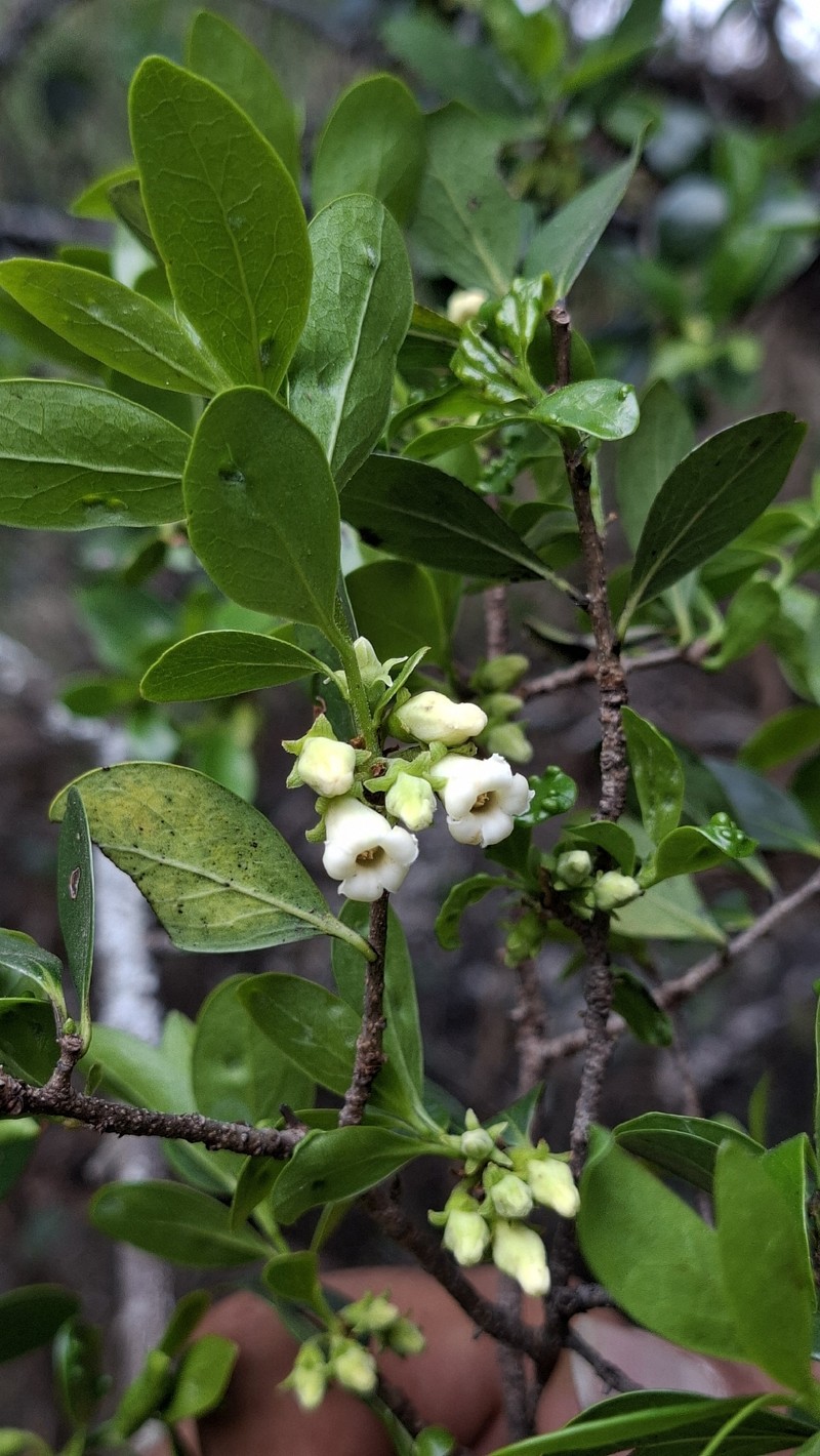 Diospyros johnstoniana photo 7