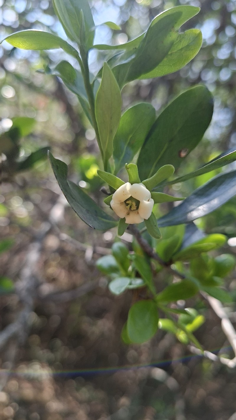 Diospyros johnstoniana photo 8