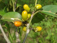 Diospyros juruensis