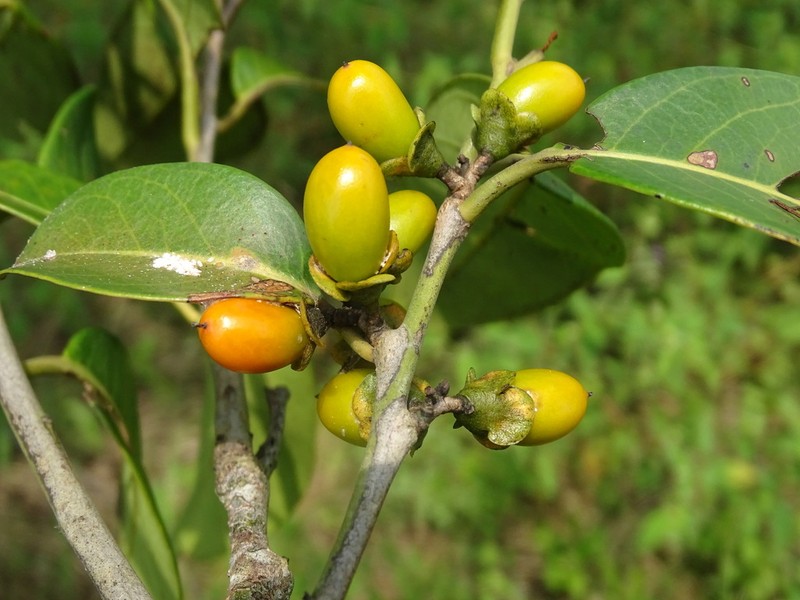Diospyros juruensis