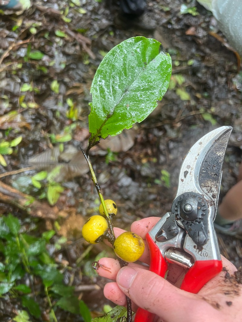 Diospyros juruensis photo 2