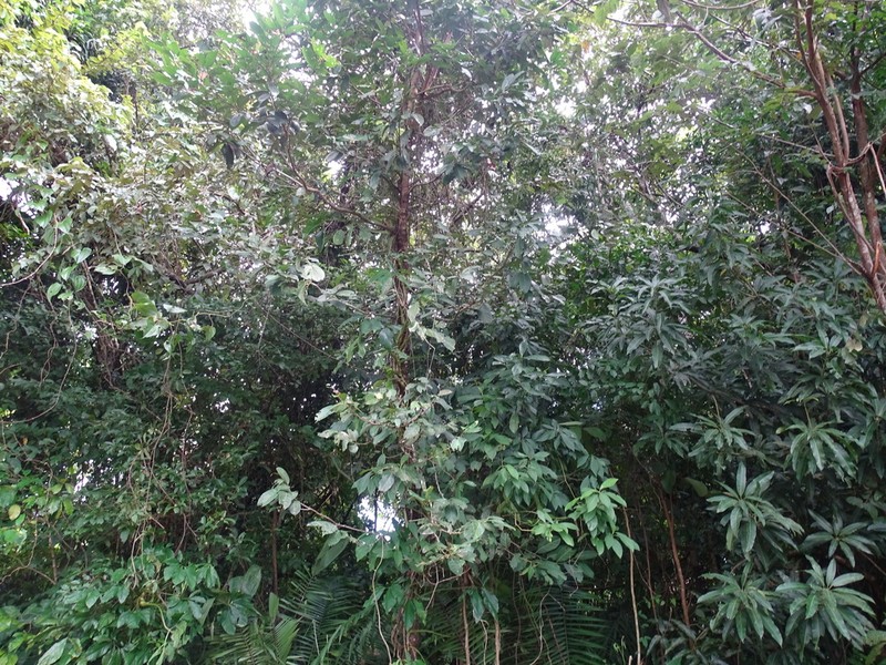 Diospyros juruensis photo 3