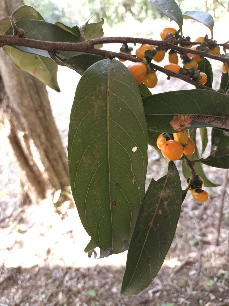 Diospyros juruensis photo 4