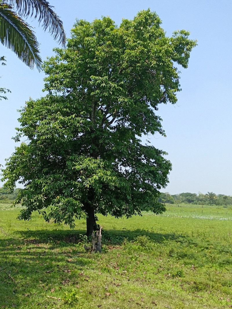 Diospyros juruensis photo 6