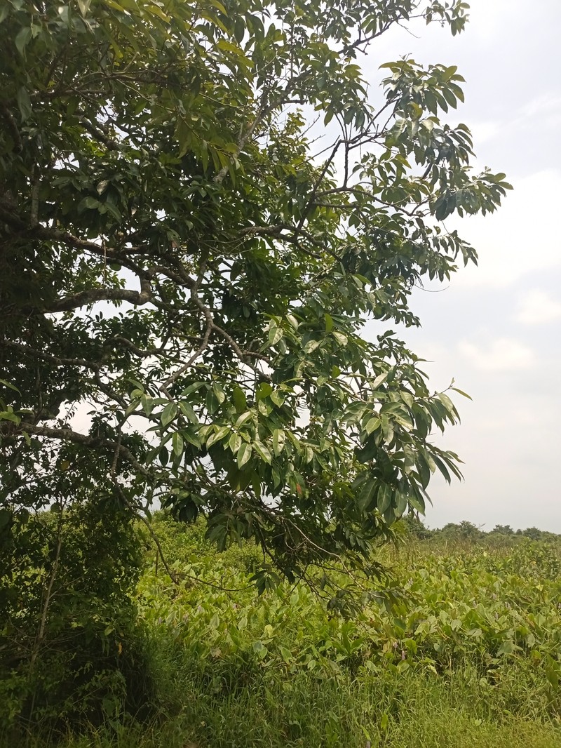 Diospyros juruensis photo 8