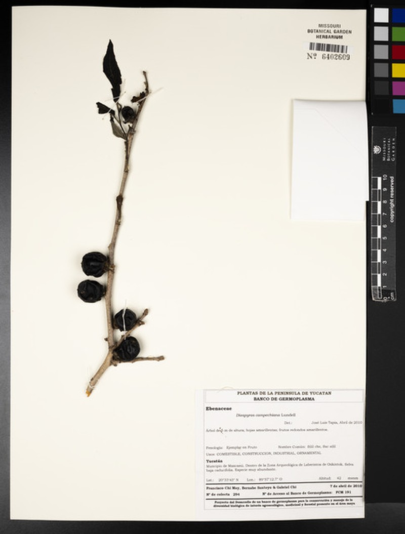 Diospyros juruensis subsp. campechiana photo 5