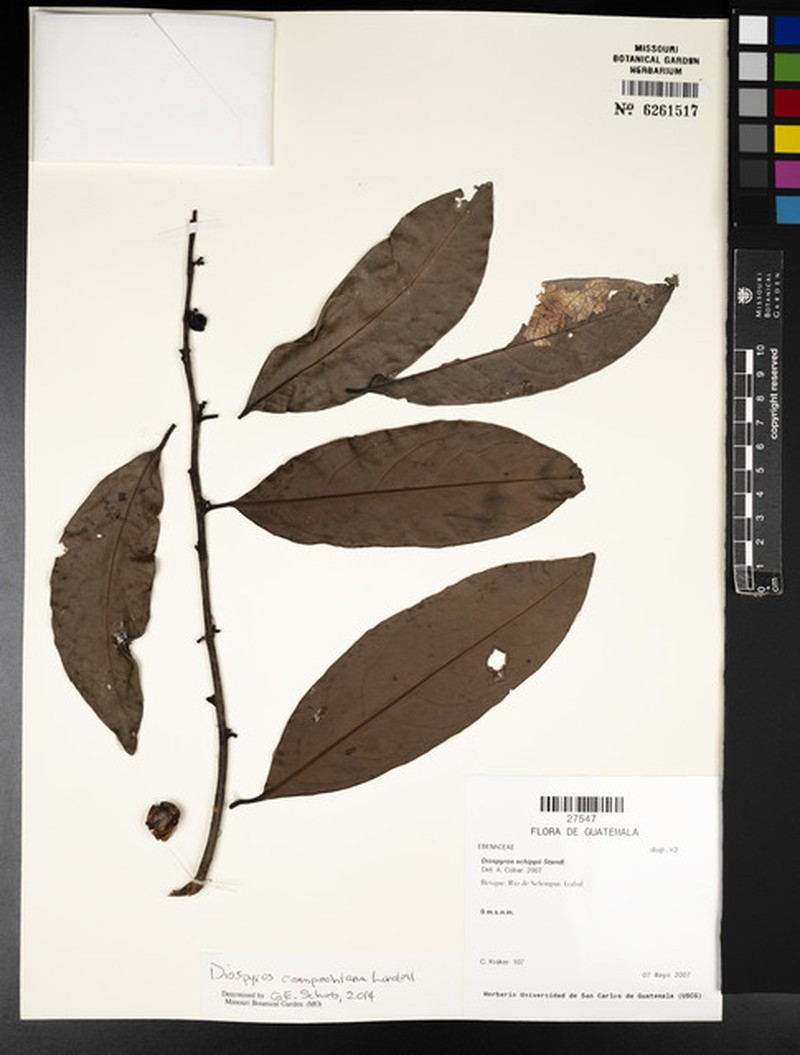 Diospyros juruensis subsp. campechiana photo 6