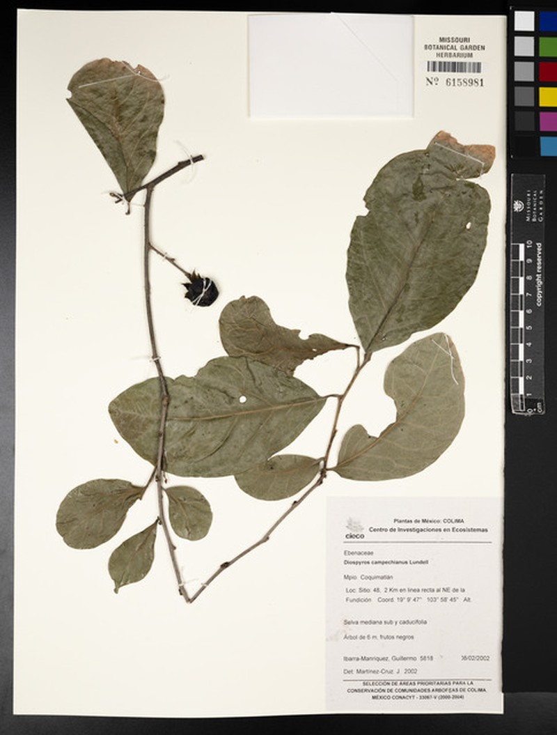 Diospyros juruensis subsp. campechiana photo 7