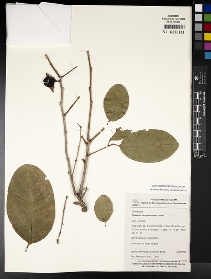 Diospyros juruensis subsp. campechiana photo 8