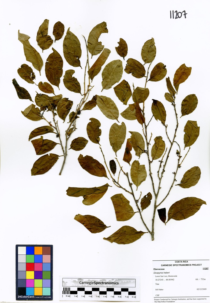 Diospyros juruensis subsp. hartmanniana
