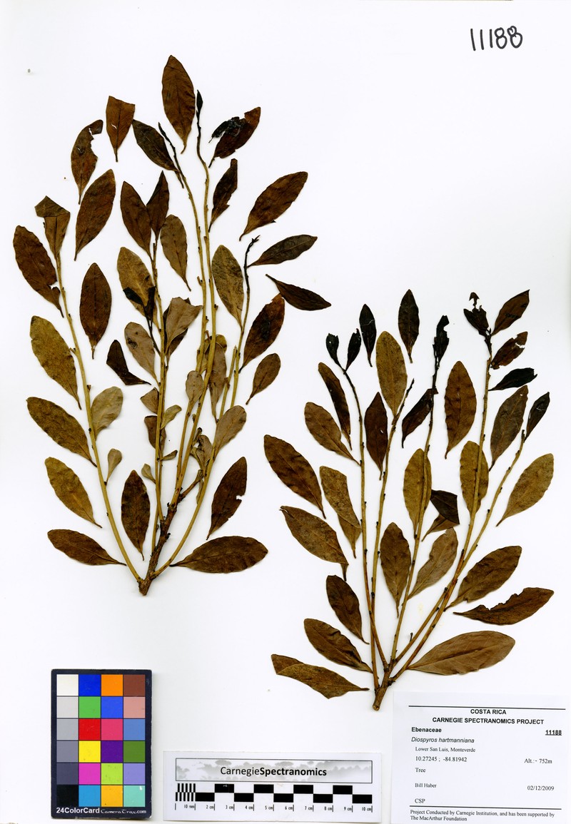 Diospyros juruensis subsp. hartmanniana photo 2