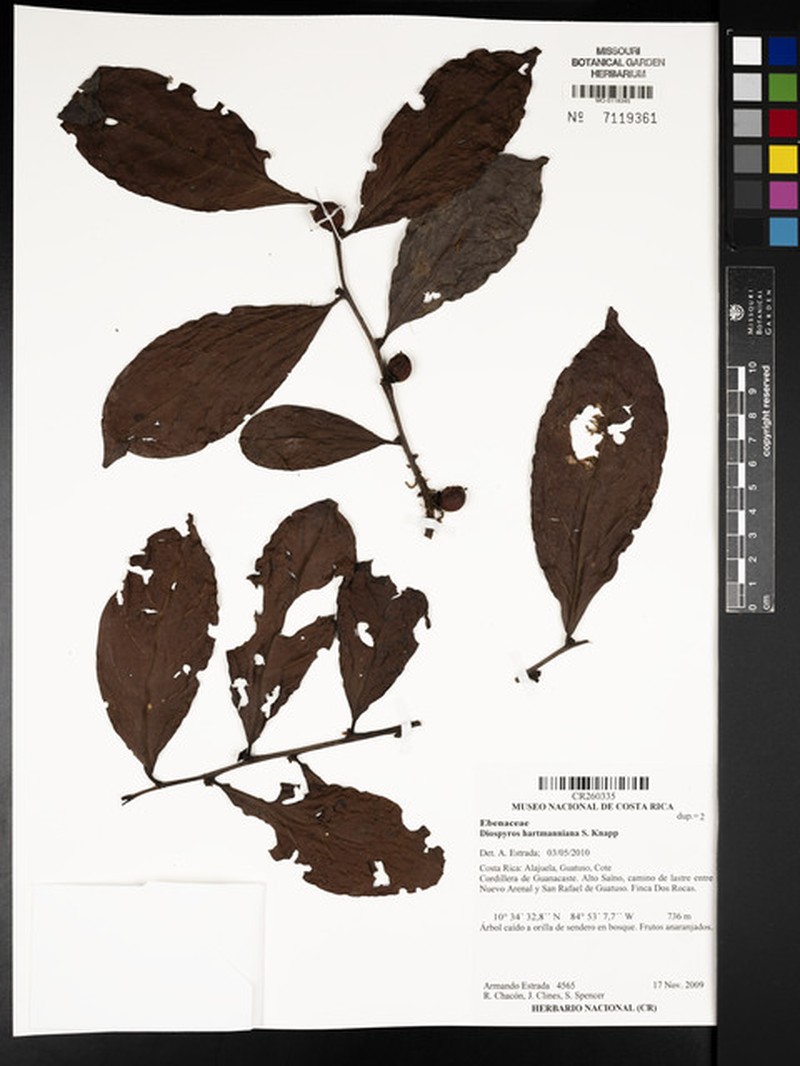 Diospyros juruensis subsp. hartmanniana photo 3