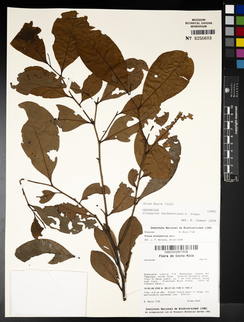 Diospyros juruensis subsp. hartmanniana photo 4